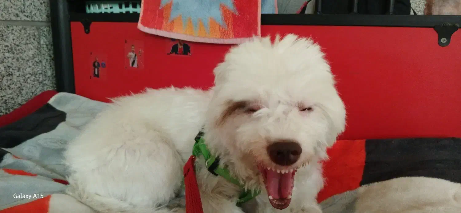 سگ نژاد دار ماده سالم و سرحال|سگ|کهریزک, |دیوار