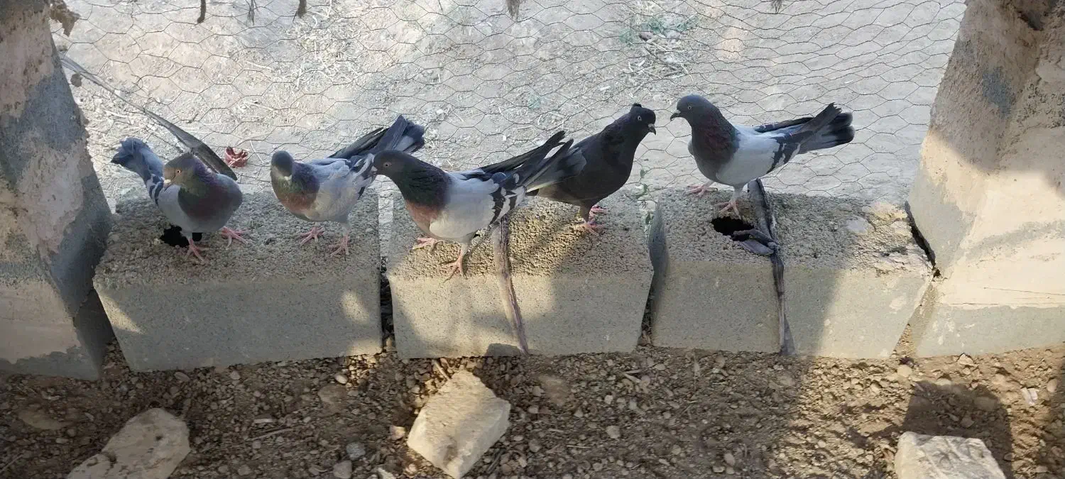 کبوتر اصفهانی|پرنده|برخوار, |دیوار