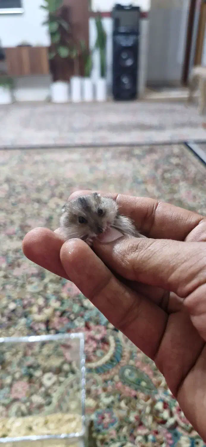 فروش همستر مینیاتوری|حیوانات مزرعه|کرمان, |دیوار