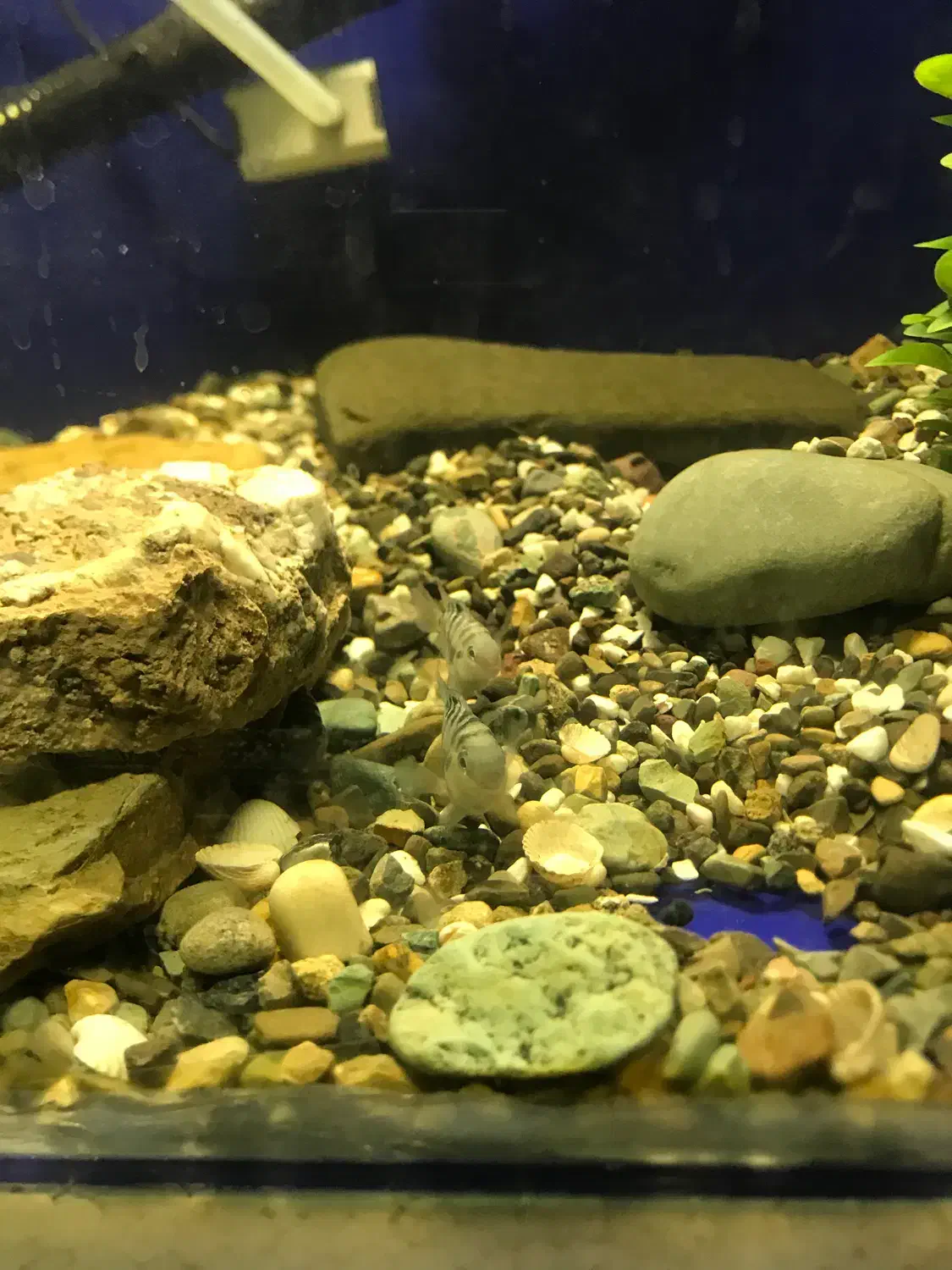 انواع ماهی گوشت خوار و گیاه خوار و لابستر و پرنده|ماهی|کرج, شهرک یاس شمالی|دیوار