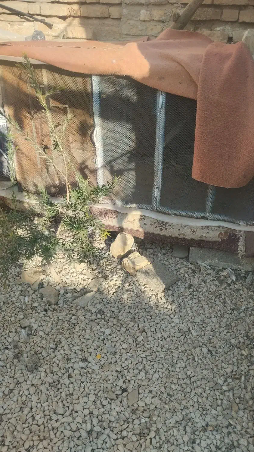 گنجه کبوتر|لوازم جانبی حیوانات|سیدان, |دیوار