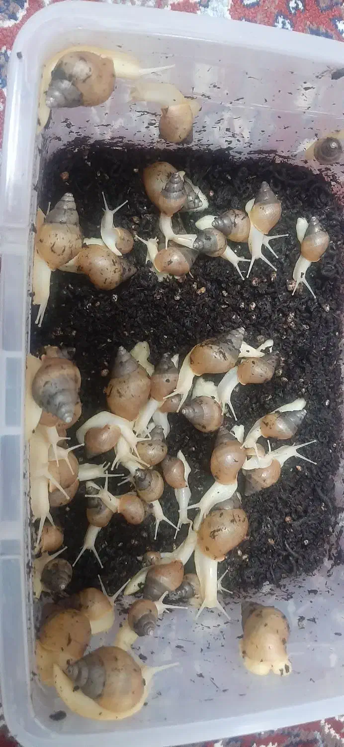 فروش حلزون|خزنده|اردکان, |دیوار