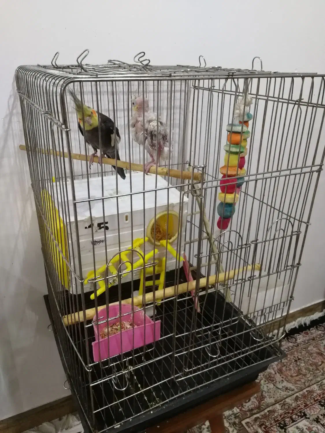 عروس هلندی|پرنده|بانه, |دیوار