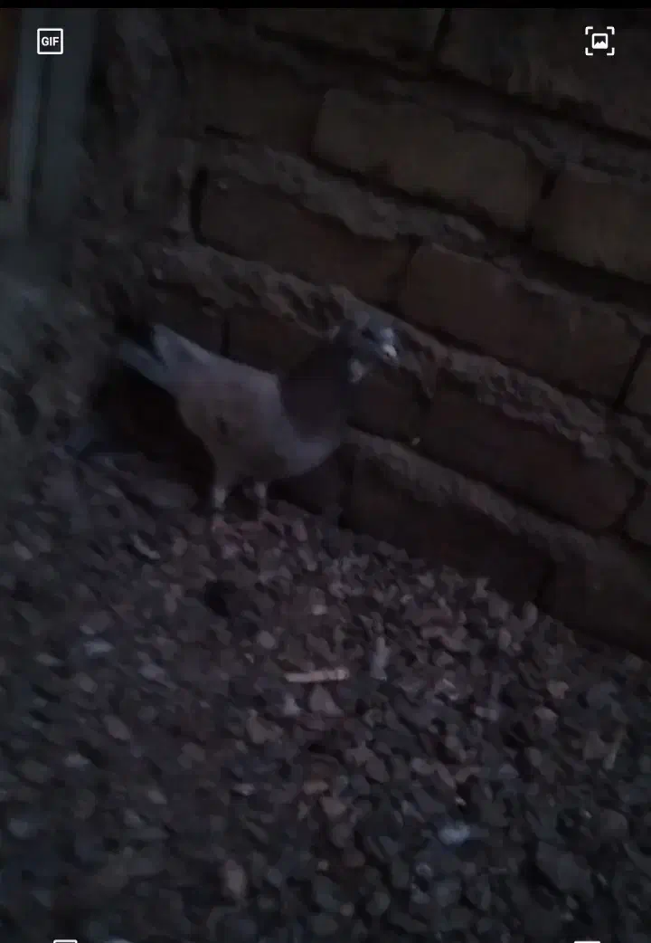 یک عدد هفترنگ هفت هشت نر|پرنده|تاکستان, |دیوار