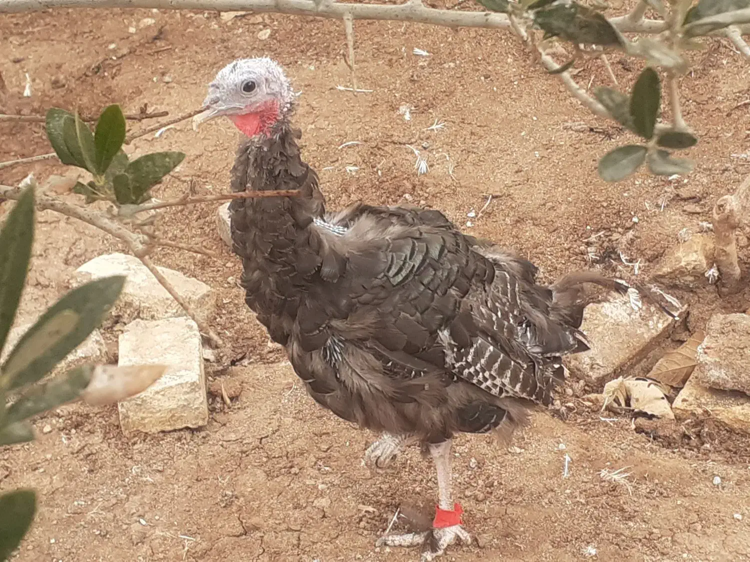 بوقلمون ماده|حیوانات مزرعه|ورامین, ورامین|دیوار