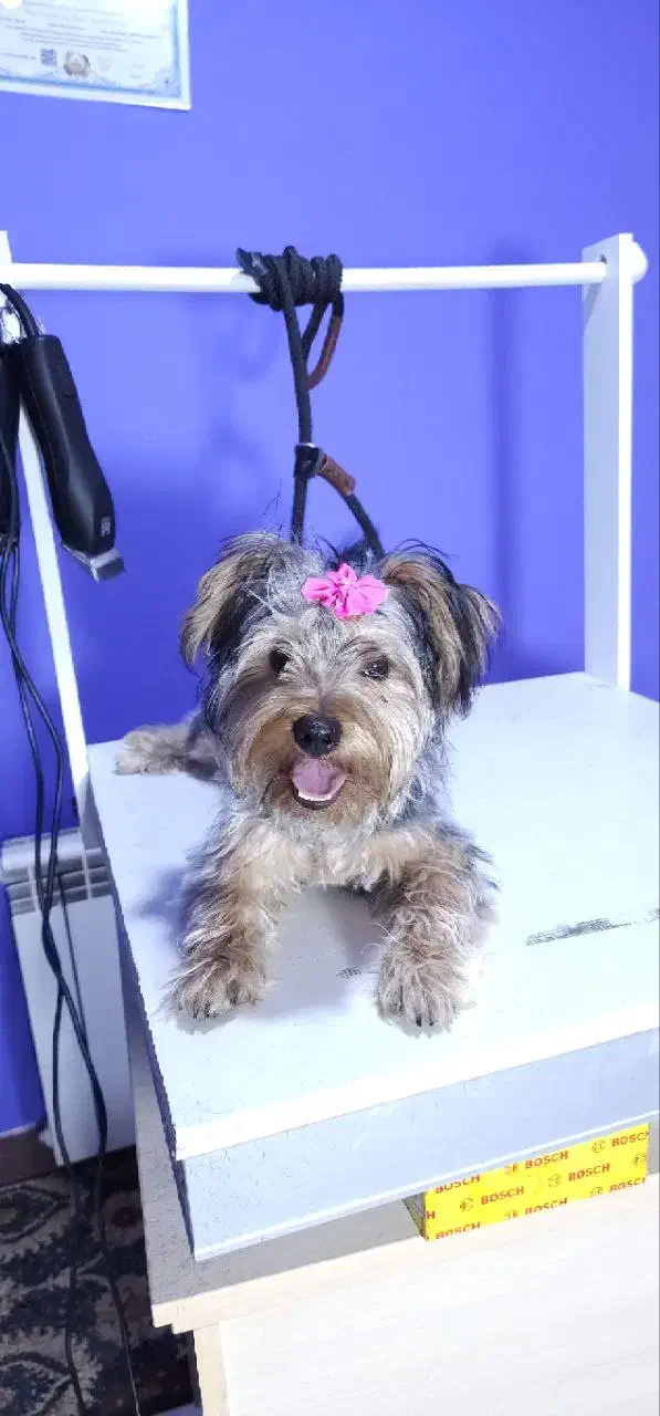 سگ یورک شایر|سگ|رشت, گلسار|دیوار