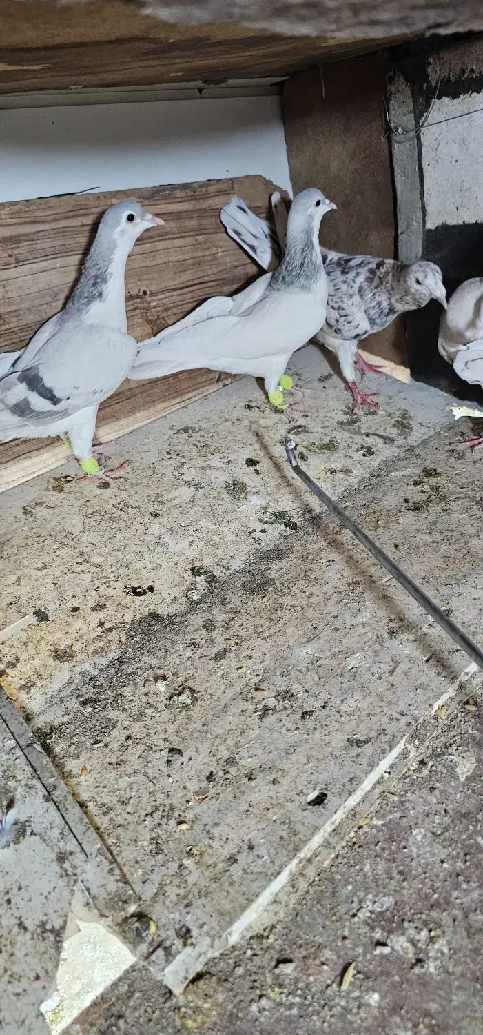 کبود تر رنگی|پرنده|تاکستان, |دیوار