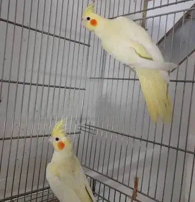 عروس هلندی نر و ماده|پرنده|مبارکه, |دیوار