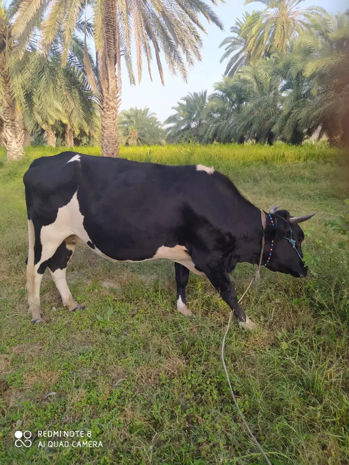 گاو آمریکایی|حیوانات مزرعه|مینان, |دیوار