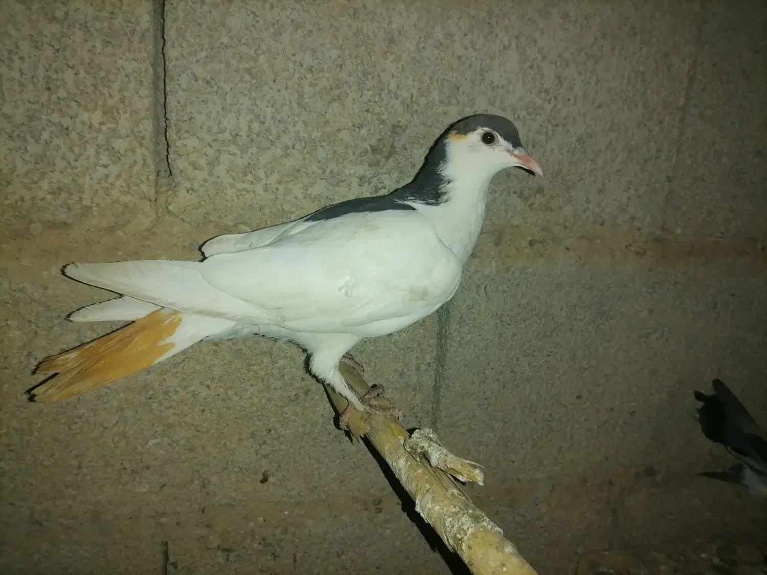 کبوتر نر|پرنده|کلاله, |دیوار