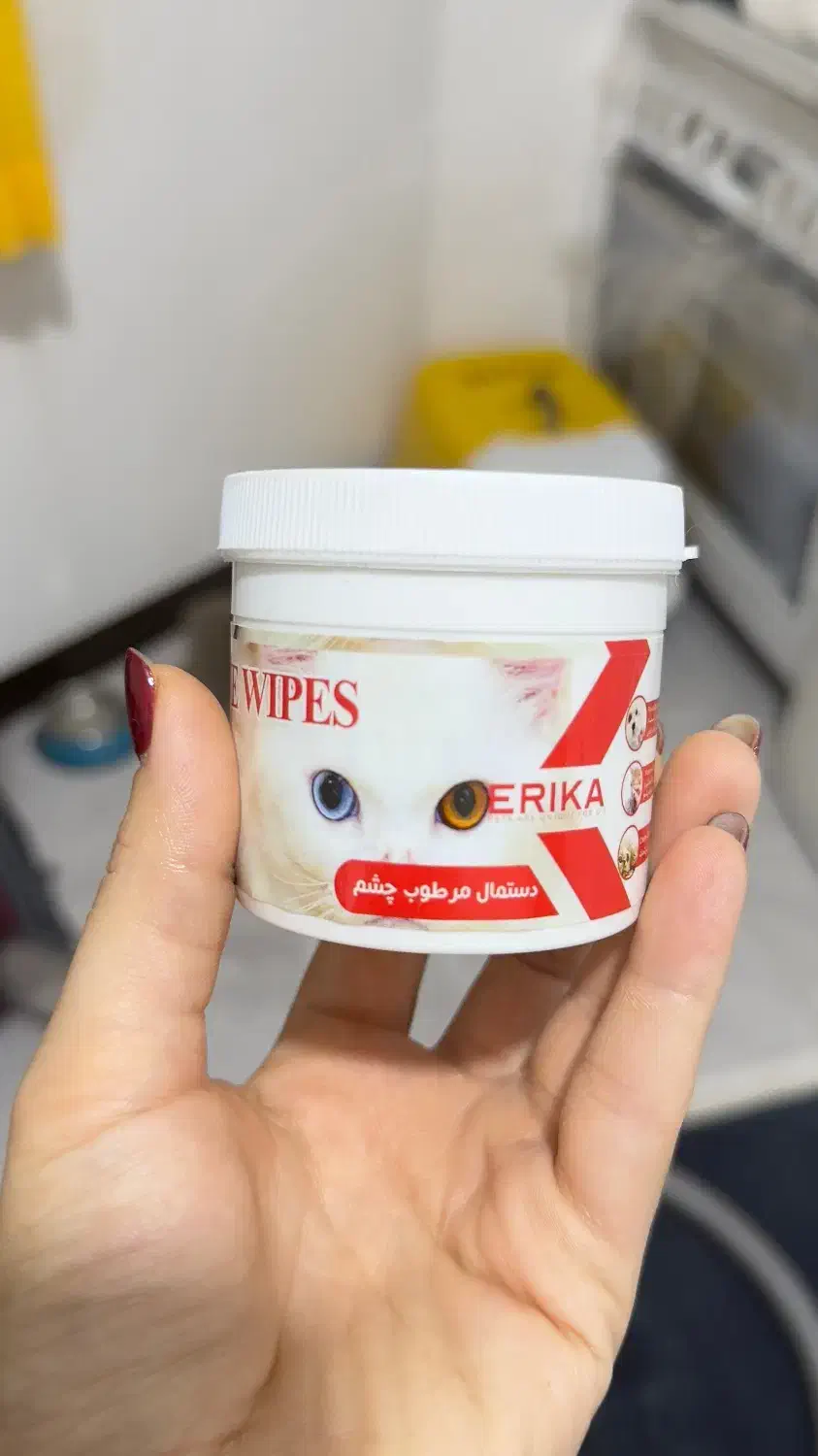 گربه یک ساله اسکاتیش|گربه|ساری, |دیوار