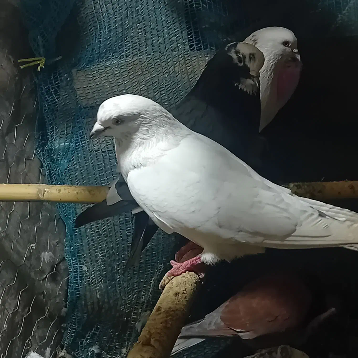 کبوتر پرشی|پرنده|آستانه اشرفیه, |دیوار