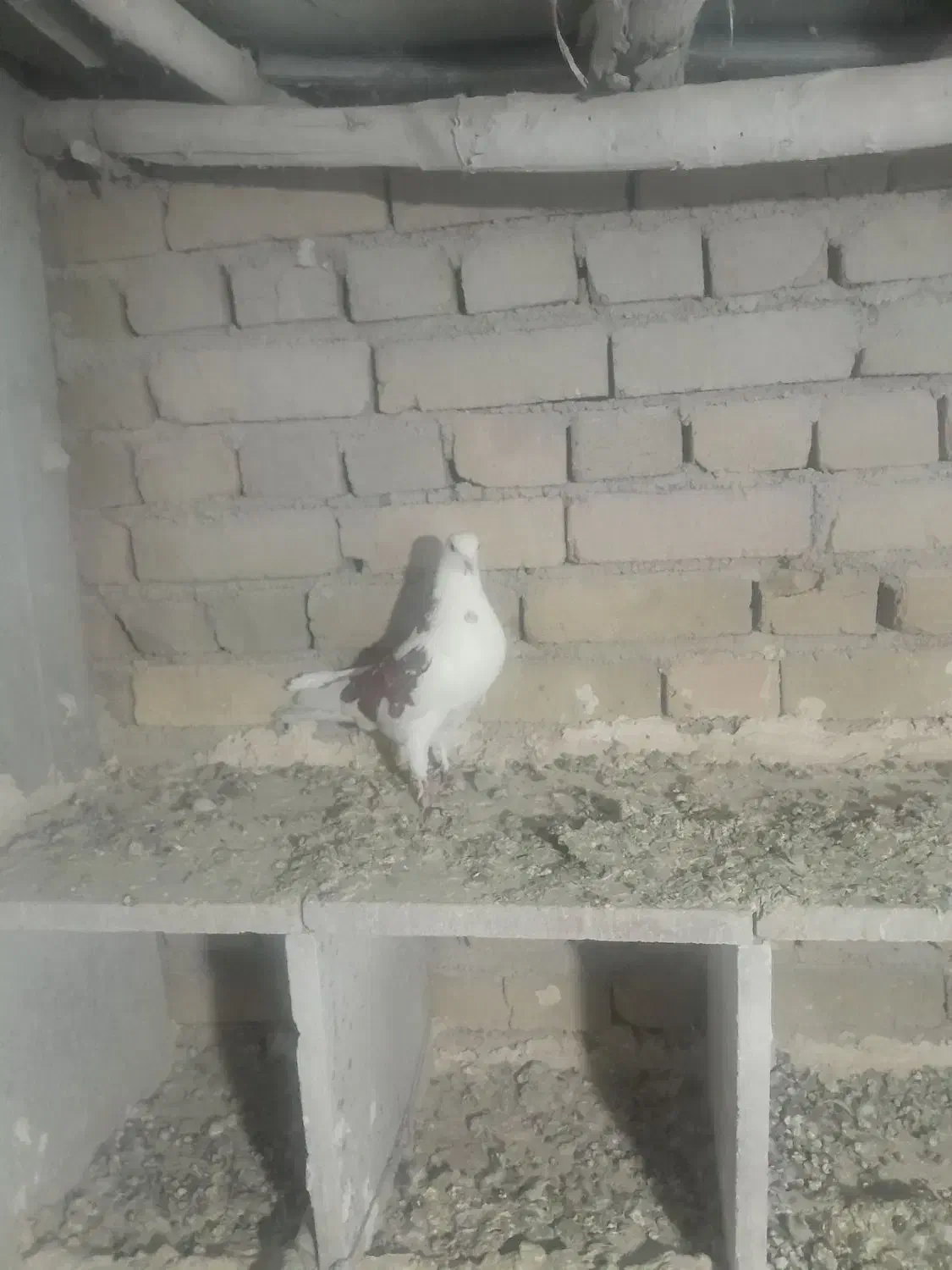 کبوتر|پرنده|گیان, |دیوار