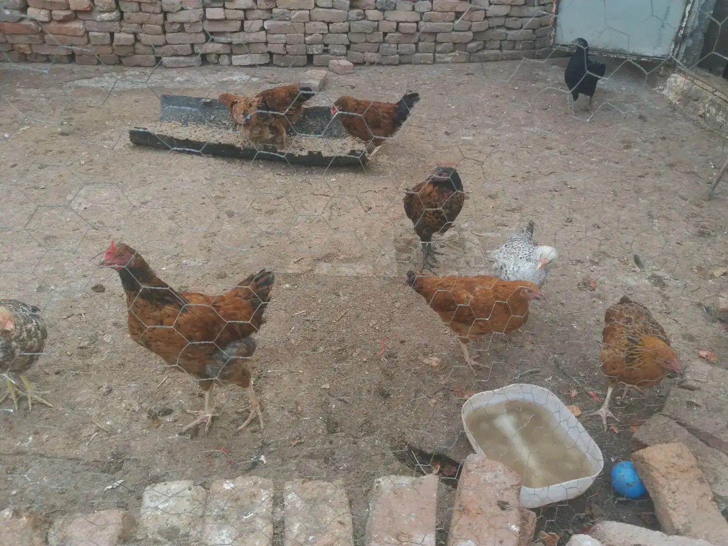 جوجه مرغ خروس|حیوانات مزرعه|اردبیل, |دیوار