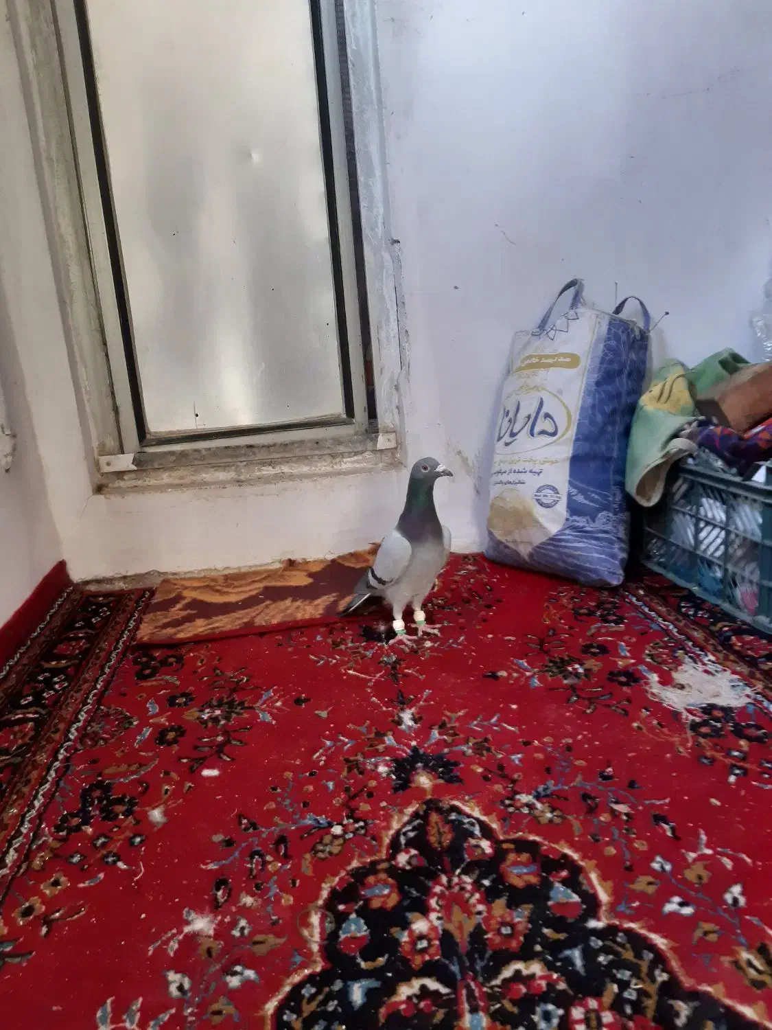 کبود نر|پرنده|الوند, |دیوار