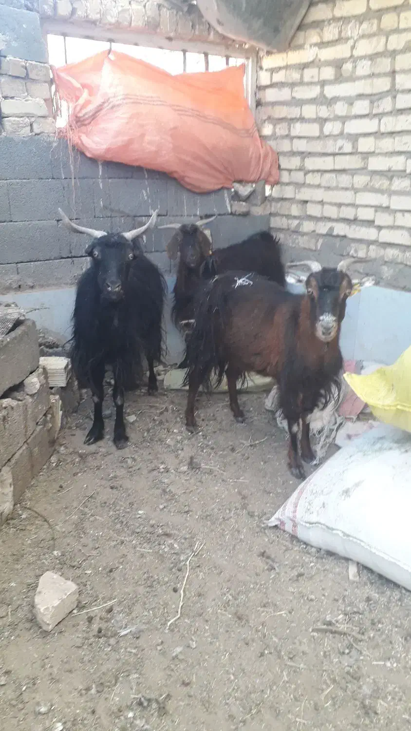 بز چاق|حیوانات مزرعه|بیرجند, |دیوار