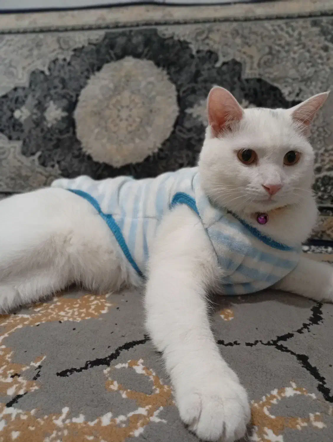 واگذاری گربه|گربه|شیراز, سلطان آباد|دیوار