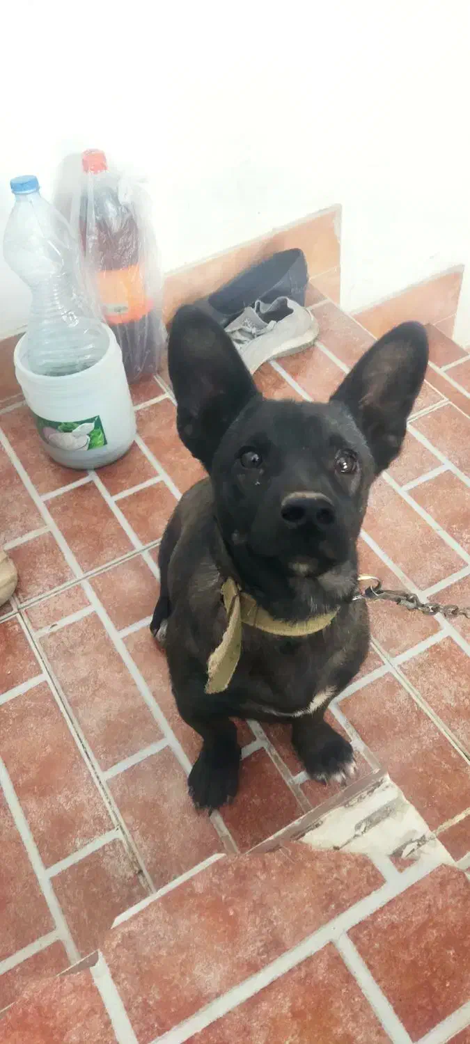 ژرمن بلک کوچک مشکی پنج ماهه|سگ|مهدی شهر, |دیوار