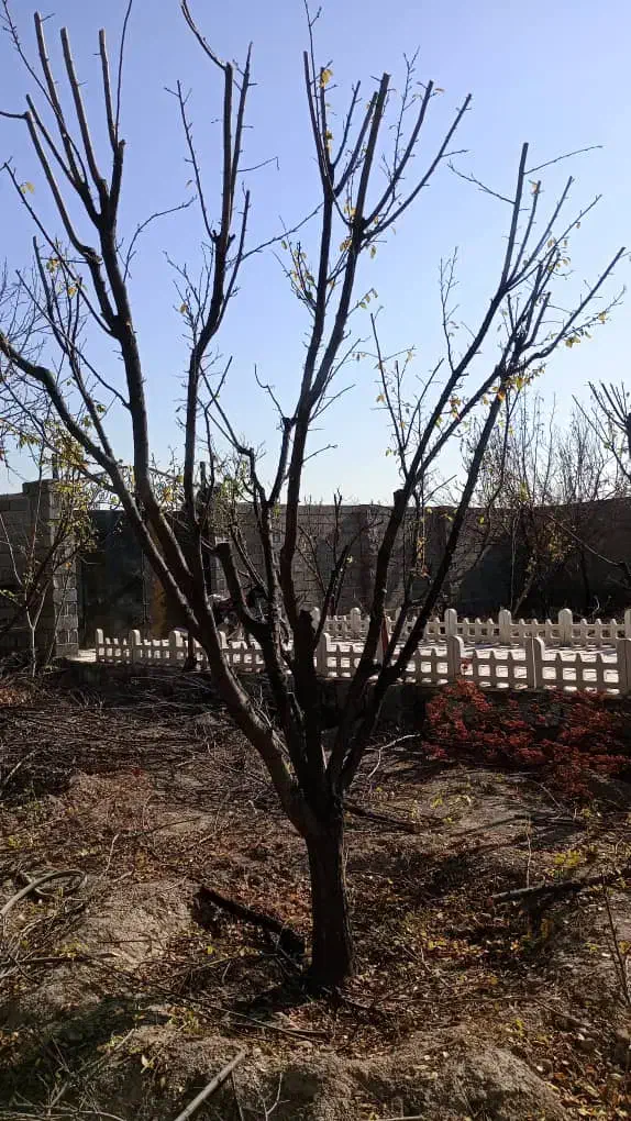 هرس درختان میوه وزینتی|خدمات باغبانی و درختکاری|شهریار, شهریار|دیوار