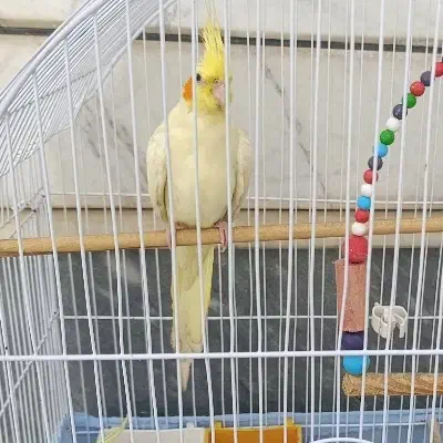 عروس هلندی ماده لوتینو|پرنده|سراب, |دیوار