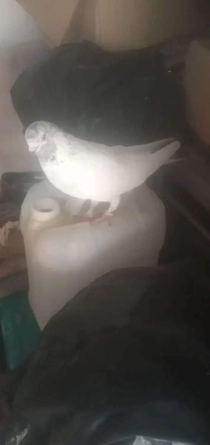 کبوتر|پرنده|مسجد سلیمان, |دیوار