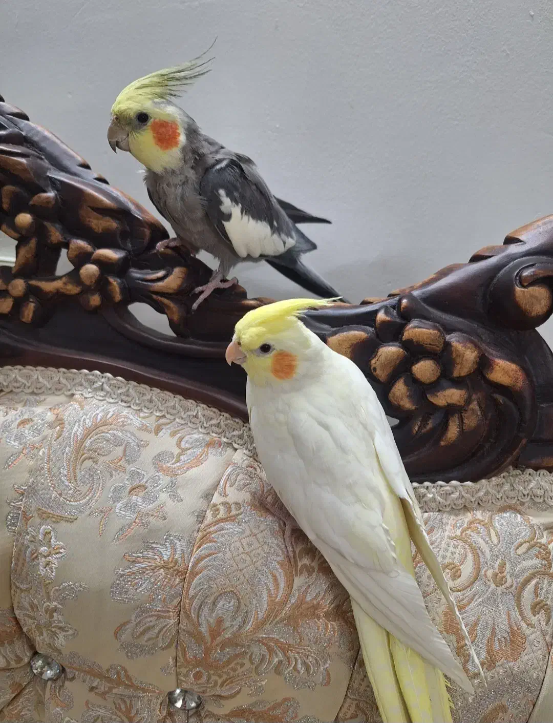 عروس هلندی جفت نر و ماده|پرنده|مشکیندشت, |دیوار