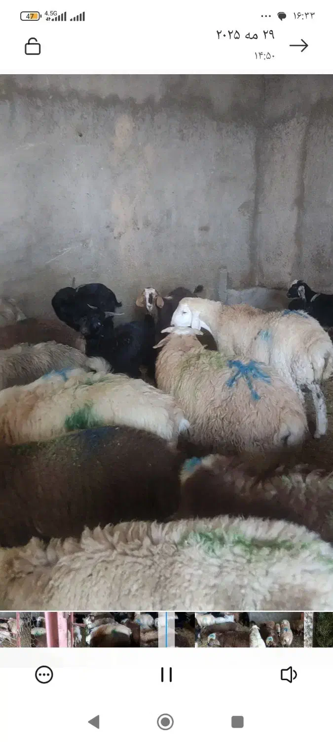 کله پاچه چربی جگر|خوردنی و آشامیدنی|بجنورد, |دیوار