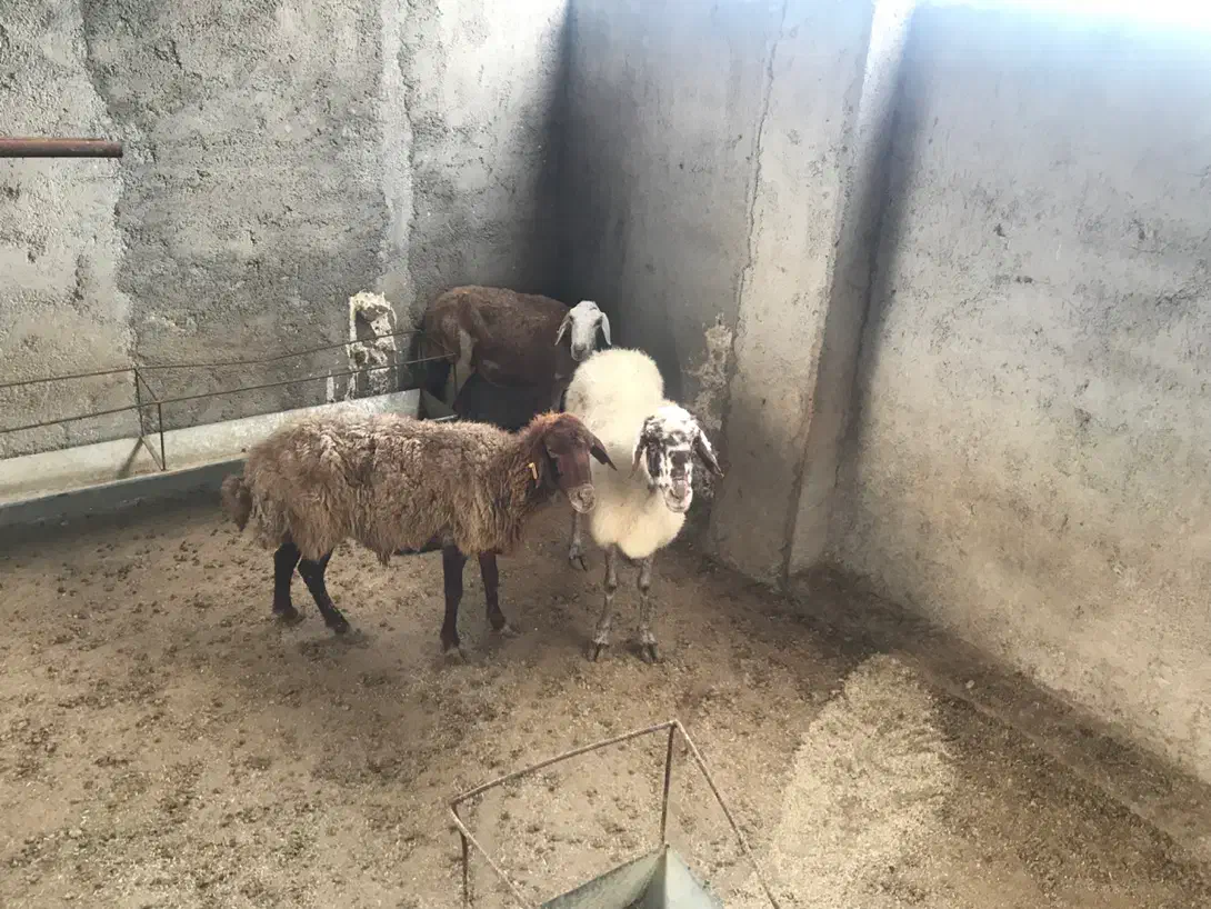 ۲ بره و دوتا میش لاغر|حیوانات مزرعه|گرگان, |دیوار