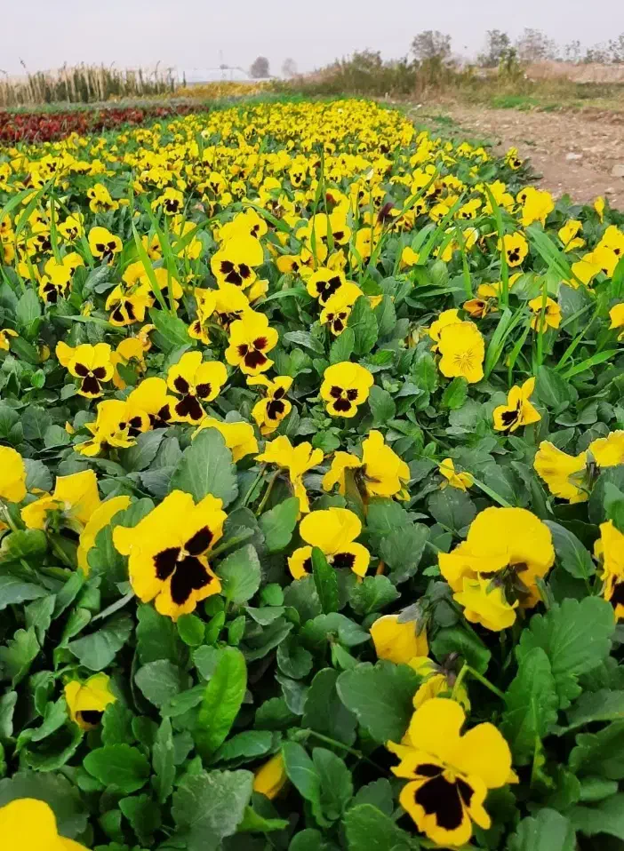 گل بنفشه سبدی. ارسال ب همه جای ایران‌. ب صورت عمده|گل و گیاه طبیعی|پاکدشت, پاکدشت (مامازند)|دیوار