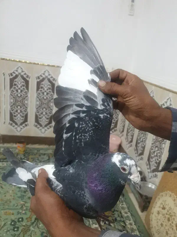 کبوتر|پرنده|خرمشهر, |دیوار