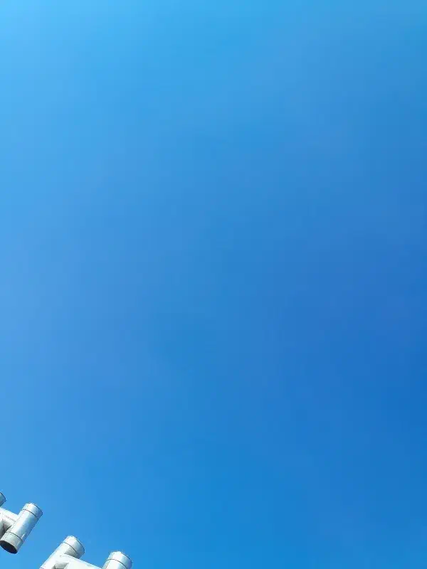 کبوتر تار کردم|پرنده|نجف‌آباد, صالح آباد|دیوار