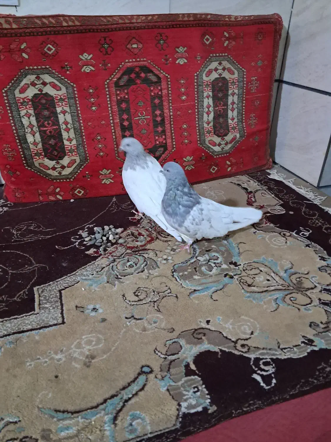 کلههندی|پرنده|میانه, |دیوار