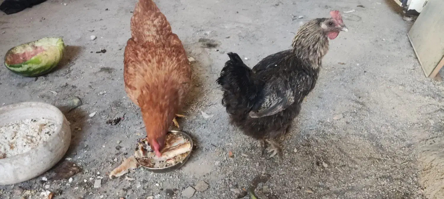 مرغ تخم گذار|حیوانات مزرعه|مشکین‌دشت, |دیوار