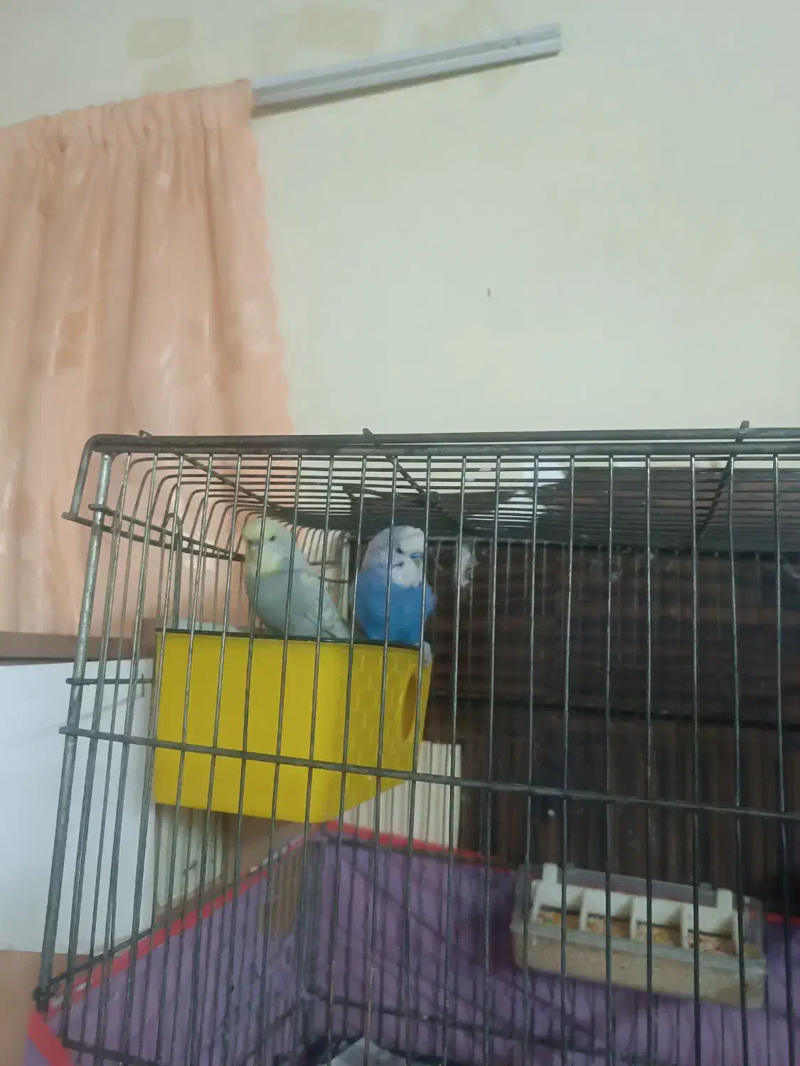 یه جفت مرغ عشق اسپانگل قیمت 550 تخفیفم داره|پرنده|بجنورد, |دیوار