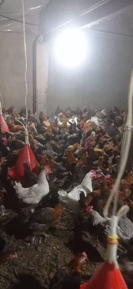 مرغ و خروس محلی|حیوانات مزرعه|مرودشت, بیست متری بیمارستان|دیوار