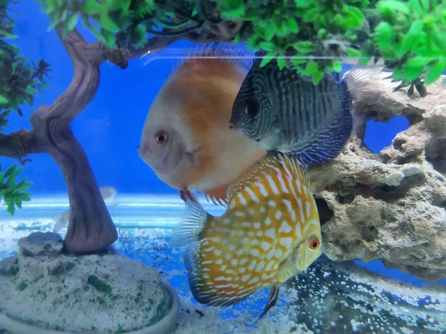 دیسکس|ماهی|خرمآباد, |دیوار