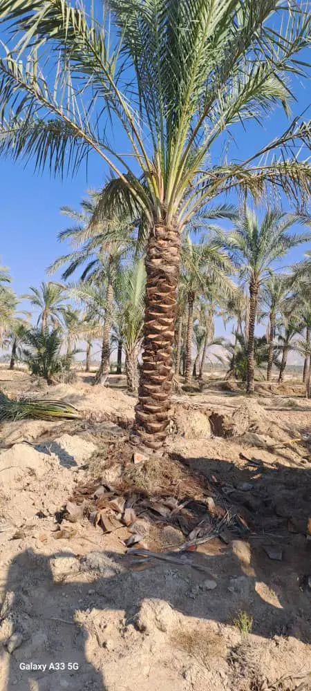 نخل|خدمات باغبانی و درختکاری|یزد, |دیوار