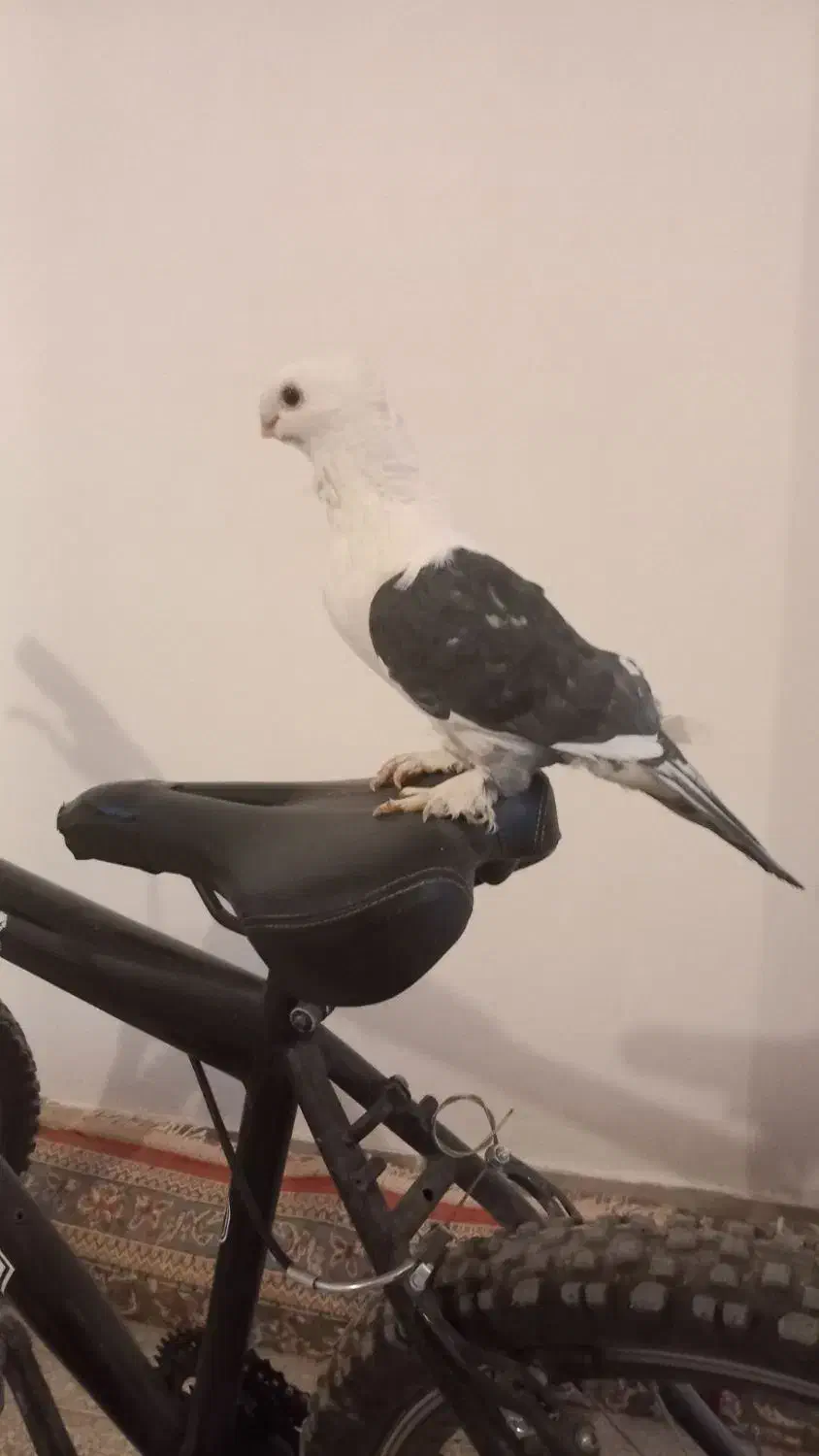 گمشده|حیوانات|ایلام, |دیوار