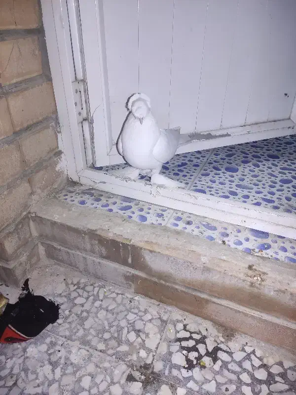 کبوتر|پرنده|اصفهان, ارزنان|دیوار