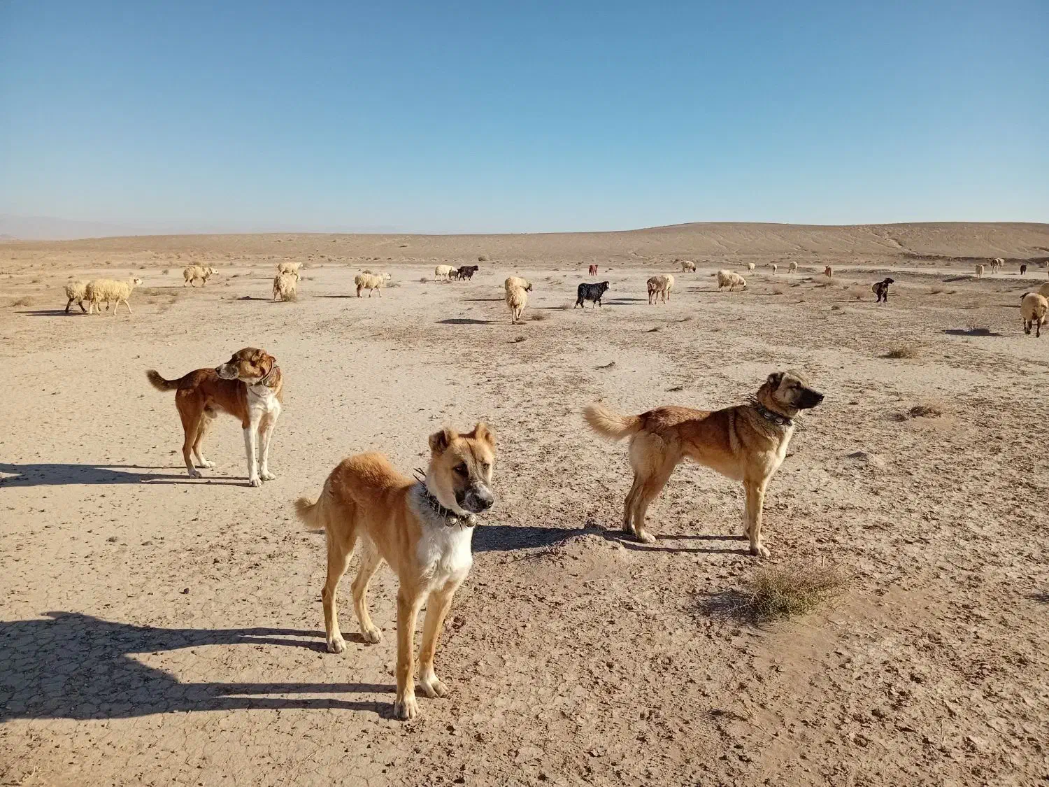 واگذاری سگ گله|سگ|سده (خراسان جنوبی), |دیوار