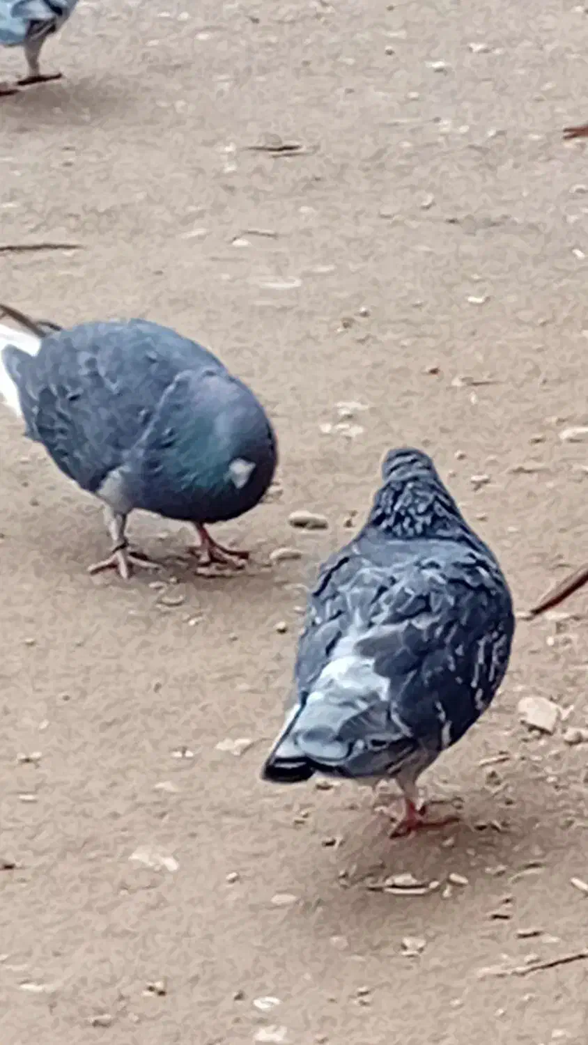 کبوتر|حیوانات|بکتاش, |دیوار