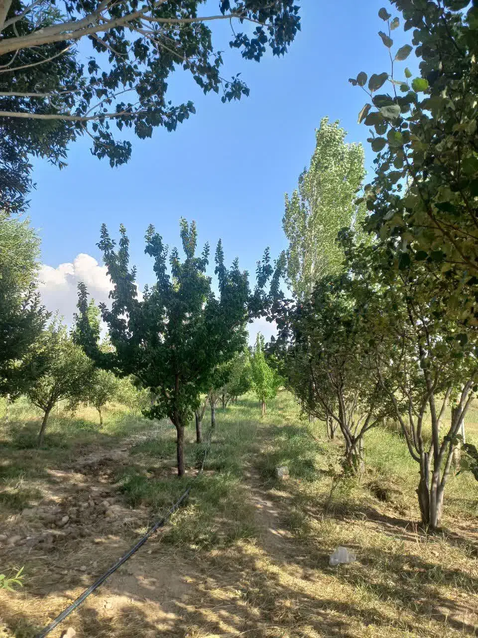 باغ|فروش خانه و ویلا|قره پشتلو, |دیوار