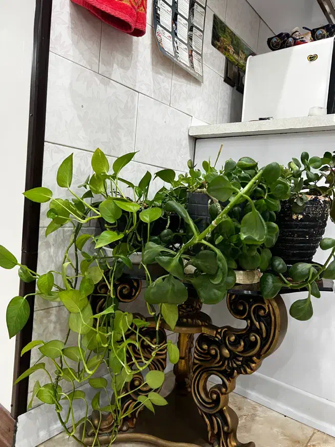 گل طبیعی|گل و گیاه طبیعی|اصفهان, خرم|دیوار