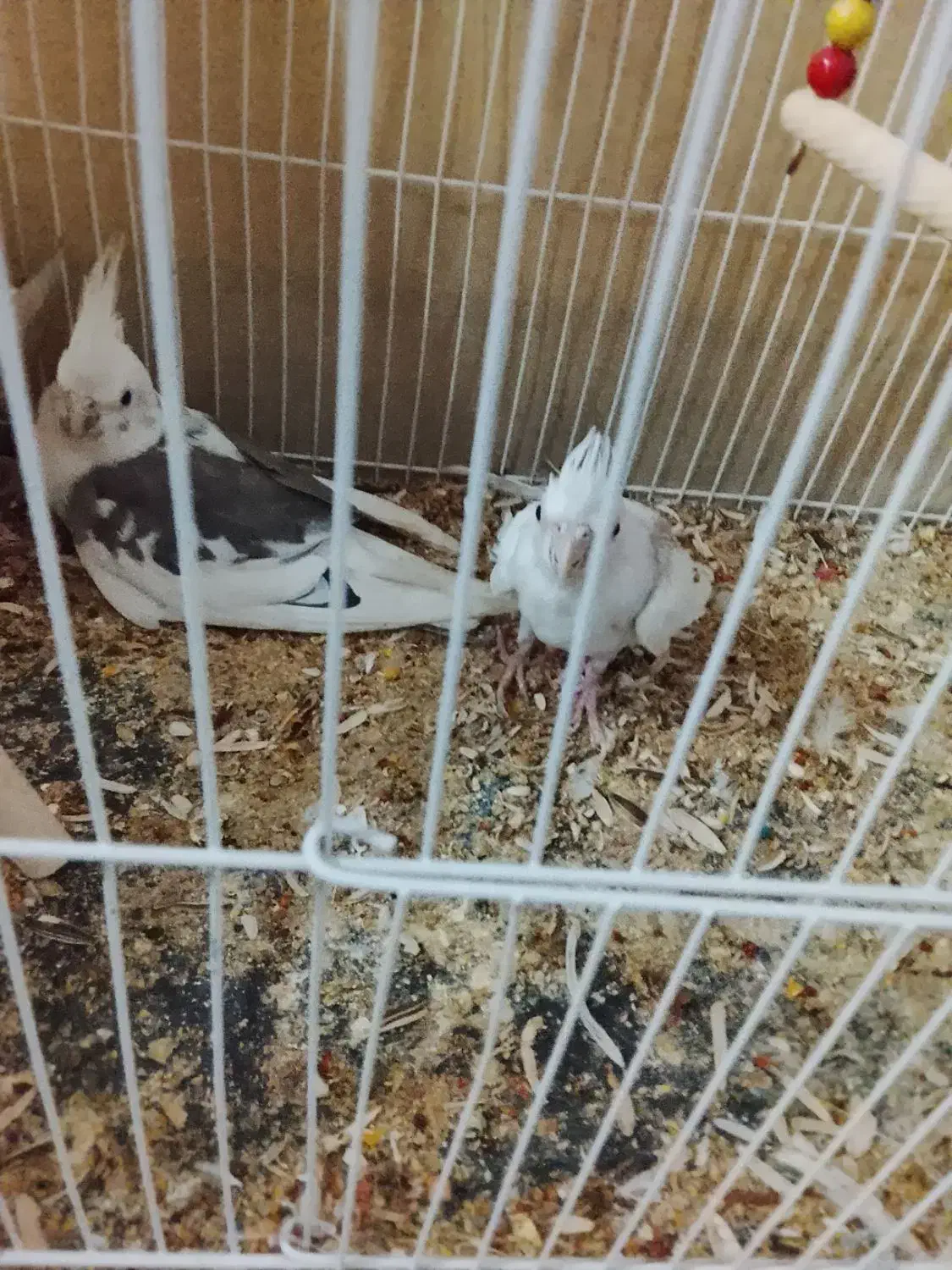 یک جفت عروس هلندی|پرنده|رضویه, |دیوار