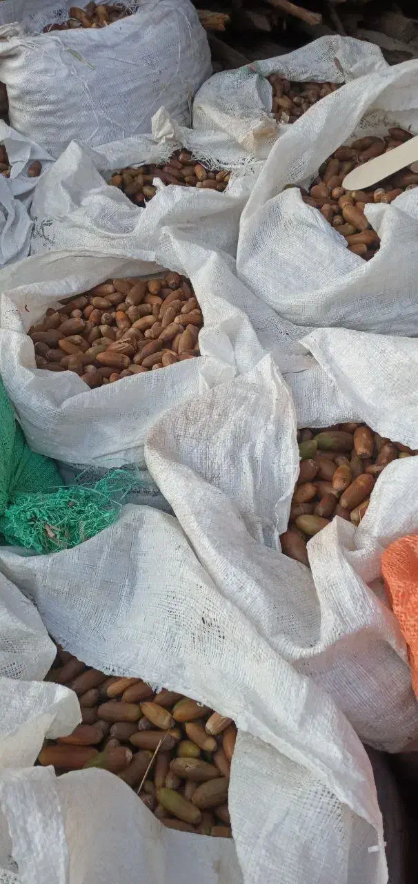 بلوط جهت فروش موجود میباشد|لوازم جانبی حیوانات|جوانرود, |دیوار