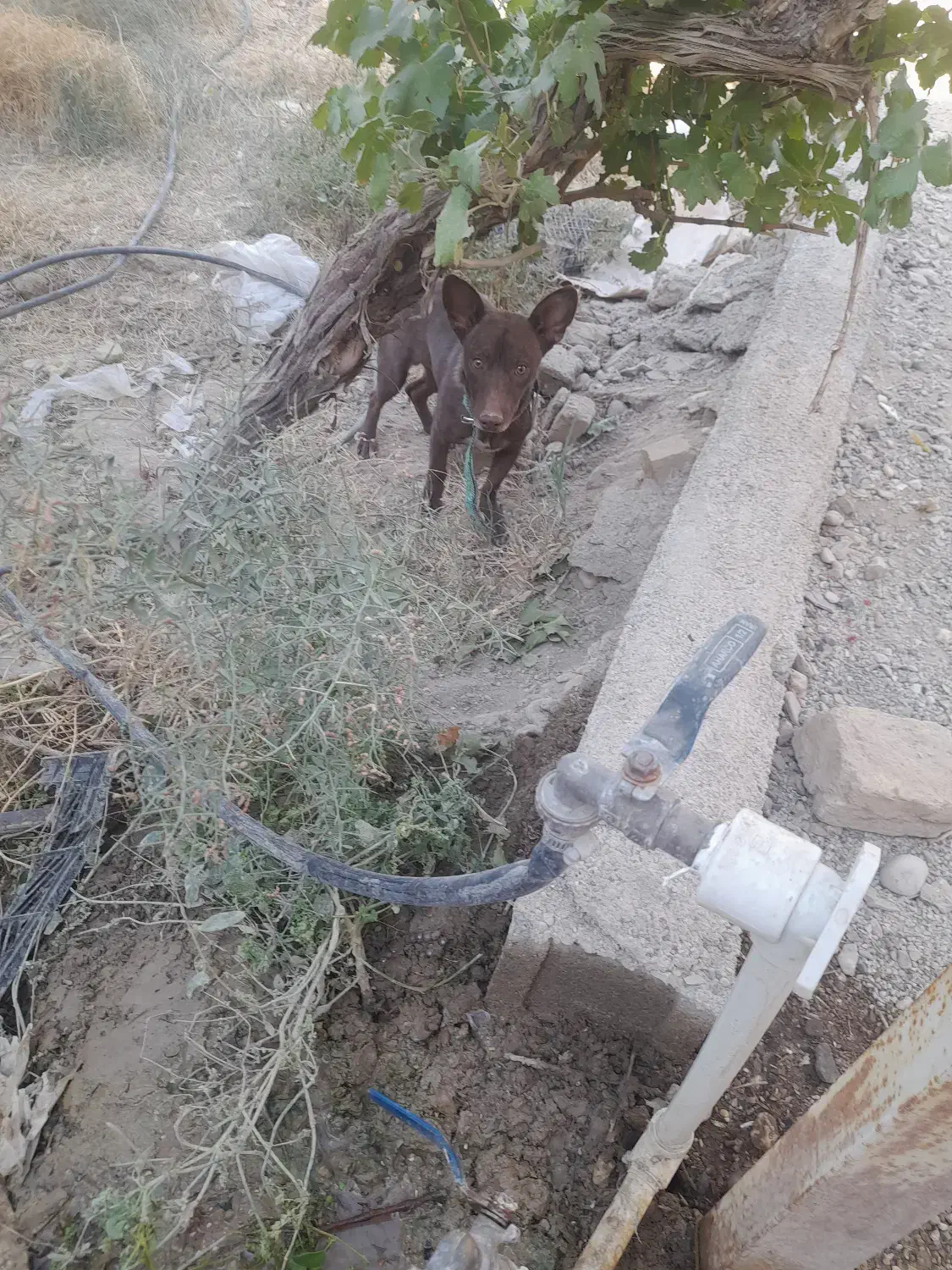 سگ خانگی|حیوانات|دامغان, |دیوار