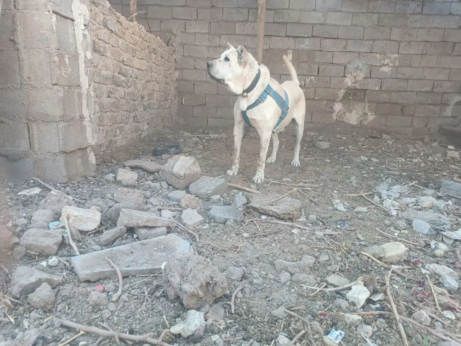 سگ ماده سرابی توله کشی|سگ|تربت‌حیدریه, بهزیستی|دیوار