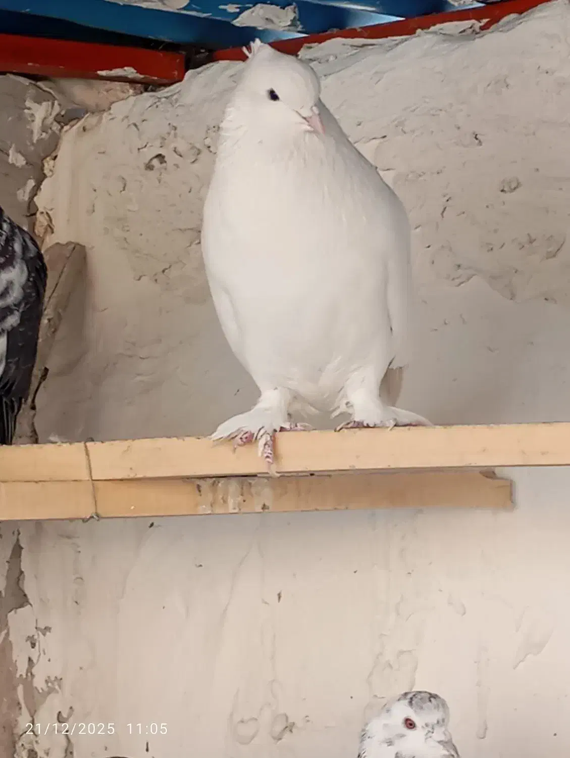 کبوتر پرشی|پرنده|نقده, |دیوار