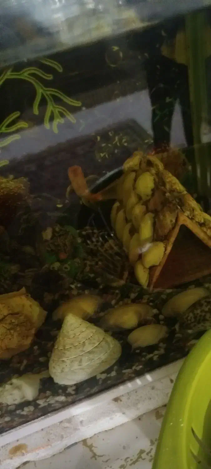 ماهی کت رافائل و کت فیش|ماهی|فردیس, شهرک شهید حسینی|دیوار