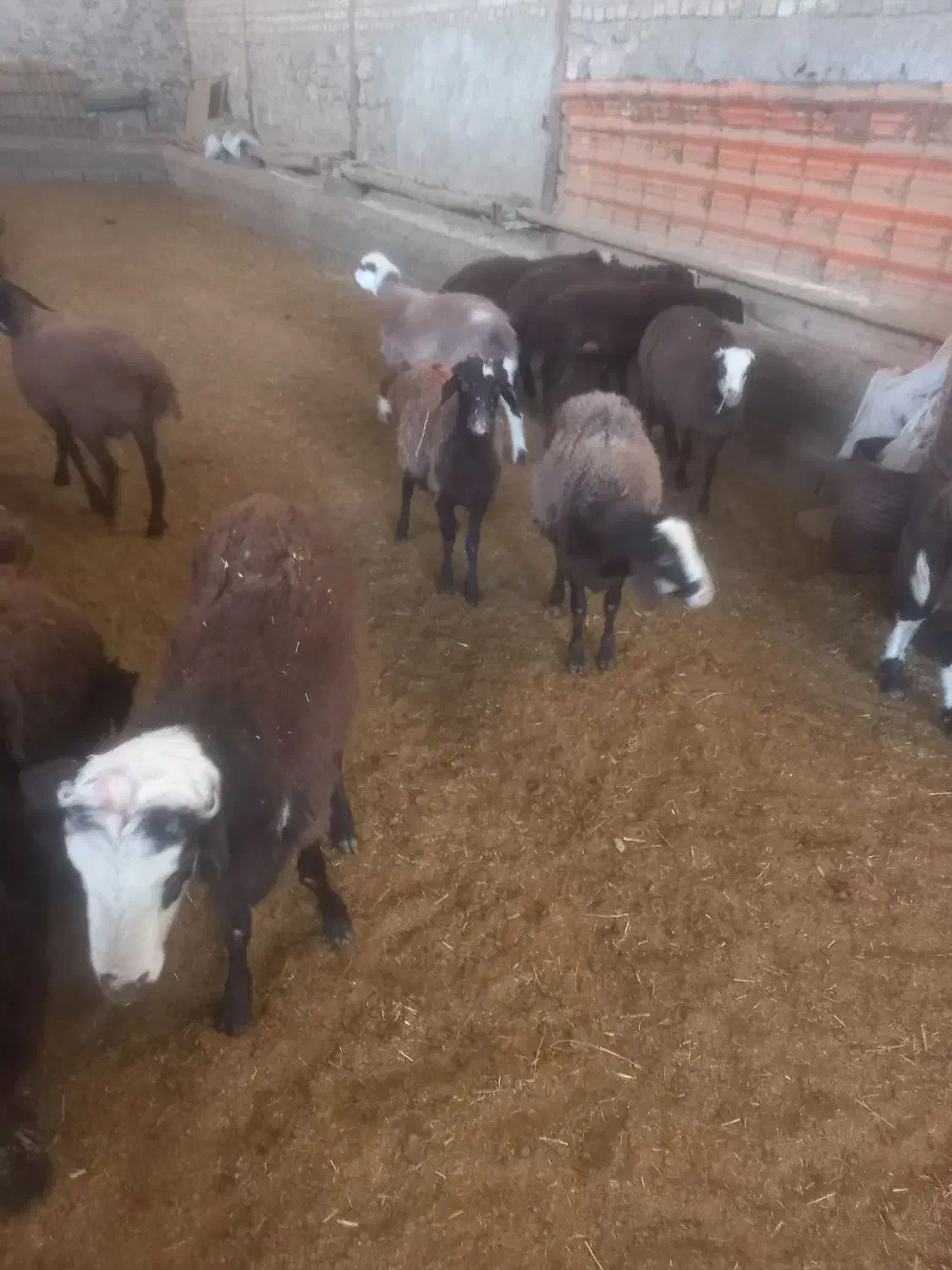 ۱۰۰ راس بره نر پروار وپای پروار بصورت کلی وتکی|حیوانات مزرعه|هشتگرد, فشند|دیوار